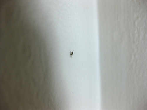 Flue på veggen: – Det er oppskrytt å være en flue på veggen
